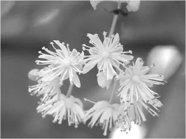 街路樹のリンデン