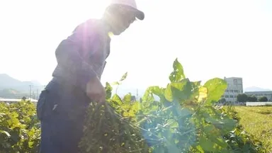 「黒大豆の枝豆」の収穫風景