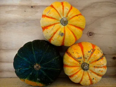 坊っちゃんかぼちゃ プッティーニ