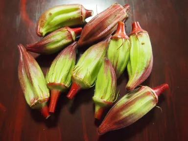 オクラの希少種 ヒルカントリーレッド