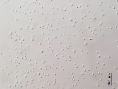 一般家庭の追いだき配管から採取した残湯を光学顕微鏡でみた様子1