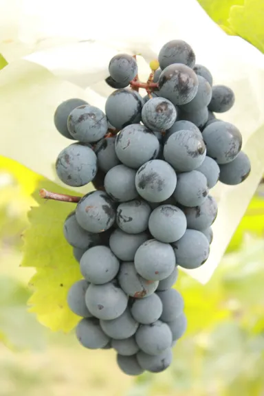 キャンベル・アーリー画像