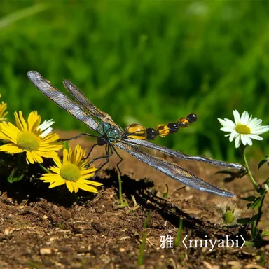 9. 写真(雅(miyabi))