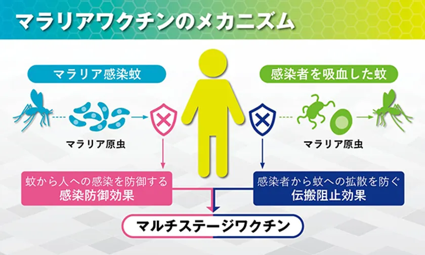 マラリアワクチンのメカニズム