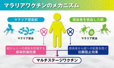 マラリアワクチンのメカニズム