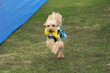 伊豆ぐらんぱる公園 ぐらわんピック