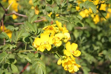 伊豆四季の花公園 カッシア