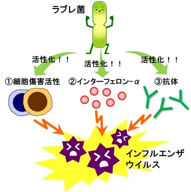 図1　ラブレ菌と免疫について