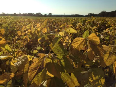 千歳のハタケマメヒコ
