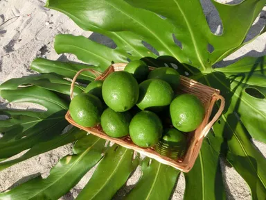 小笠原（父島・母島）