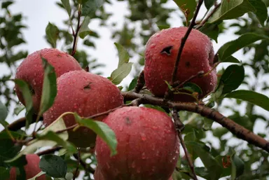 雹害りんごの被害の様子