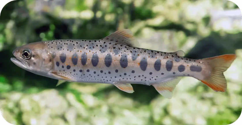 あまごについて