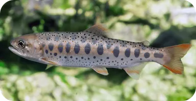 あまごについて