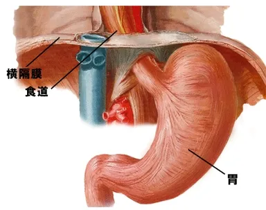食道下部の模型図