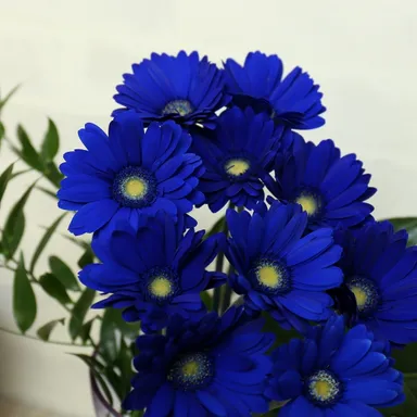 ブルーガーベラ