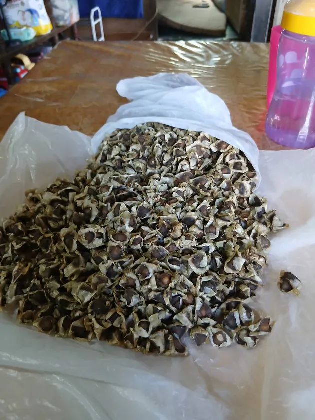 モリンガの種子