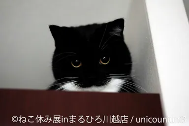 展示作品：unicouniuni3