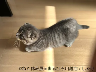 展示作品：しゃけ