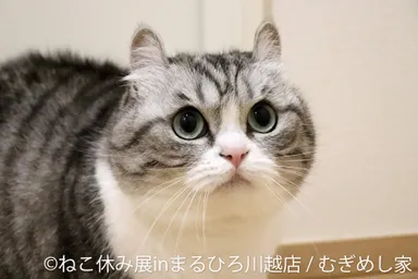 展示作品：むぎめし家