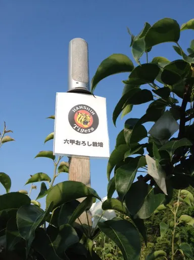 六甲おろし、モーツァルト栽培