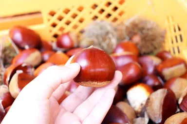 くりくり園2025初収穫の栗