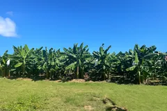 ブルートファーム