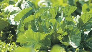 国産ケール100％使用