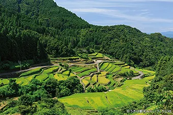 棚田