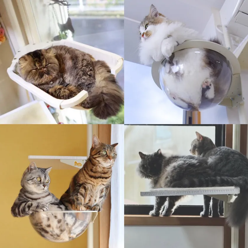 かわいい猫ちゃんをご紹介