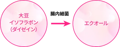 エクオール産生菌といわれる菌がいるかどうかがわかる「エクオールカテゴリー」