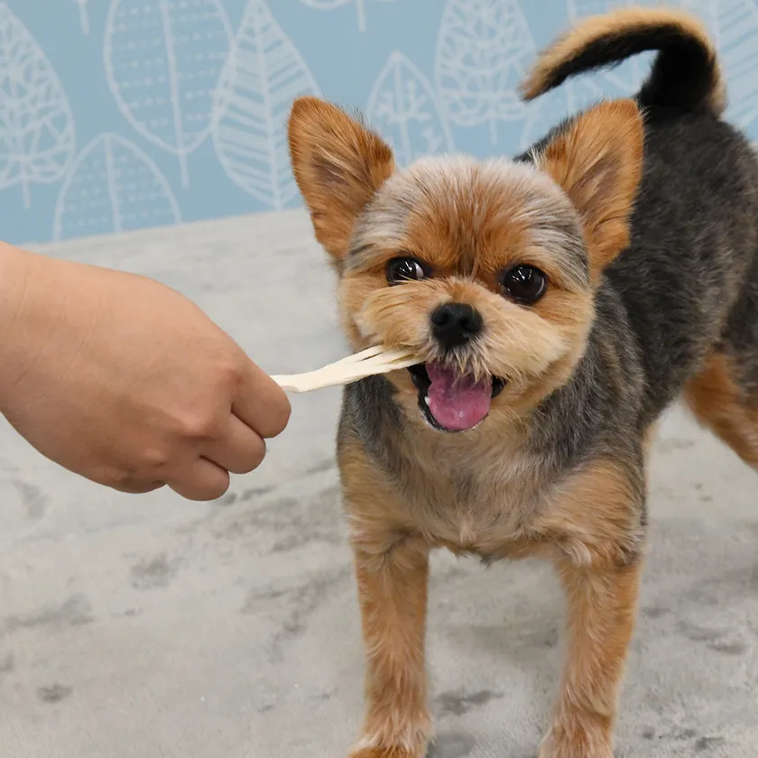 イメージ(デンタルフロス)