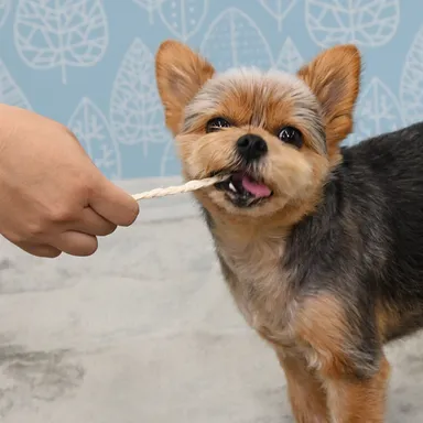 イメージ(デンタルロープ)