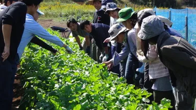 ダイコンの観察