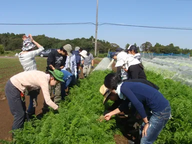 ニンジンの観察