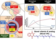 ビタミンK誘導体はMK-4に変換される。図中のグラフは、投与後24時間経過し誘導体の濃度が減衰した後でも、MK-4の濃度が高まっていることを示す