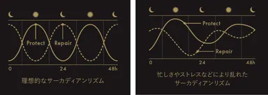 サーカディアンリズム