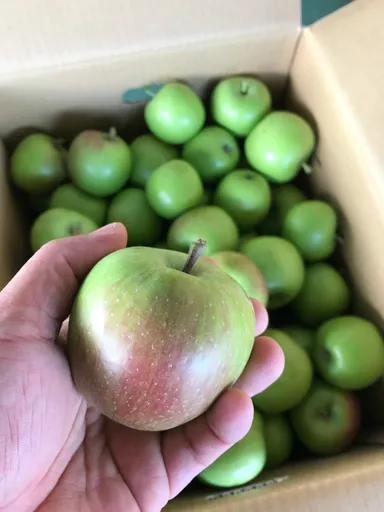 摘果リンゴ(1)