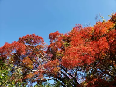 京都最大級の霊鑑寺楓