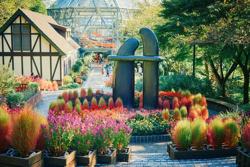 コキア_9月下旬-10月下旬