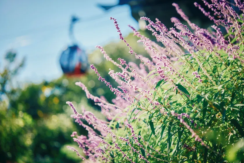 セージ_9月上旬~12月上旬