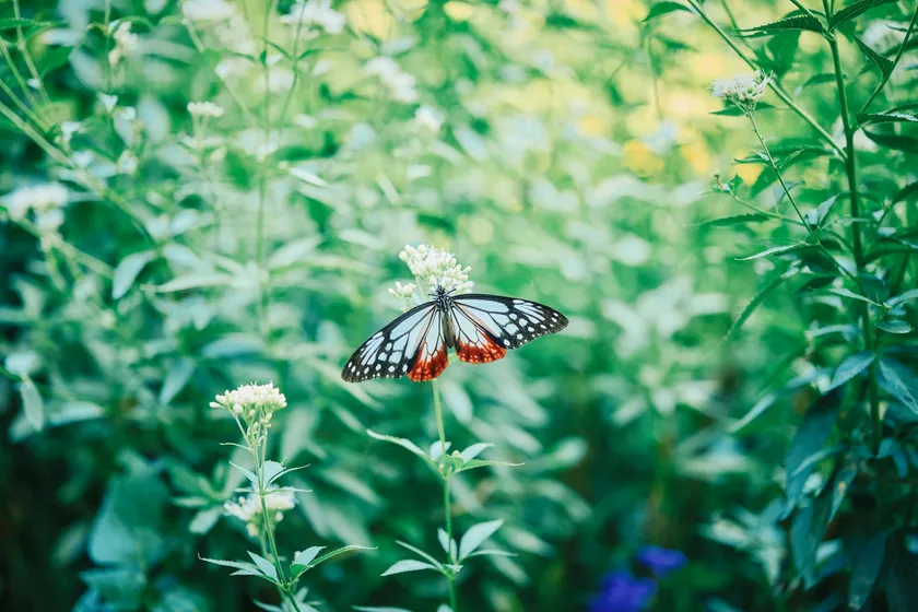 フジバカマ_10月上旬~10月下旬