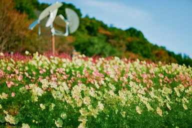 コスモス_10月上旬-12月上旬
