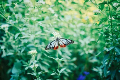 フジバカマ_10月上旬～10月下旬