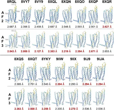 T2R14 の実験構造と、AlphaFold2(AF2)およびAlphaFold3(AF3)による予測構造の比較(発表論文Fig.4 から)