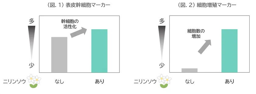 (図.1) 表皮幹細胞マーカー／(図.2) 細胞増殖マーカー