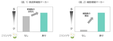 (図.1) 表皮幹細胞マーカー／(図.2) 細胞増殖マーカー