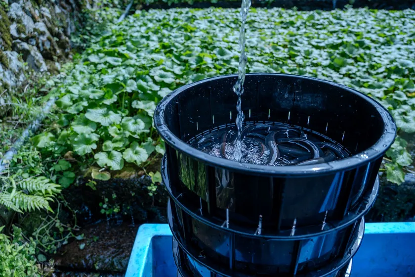山葵うなぎ 立て場