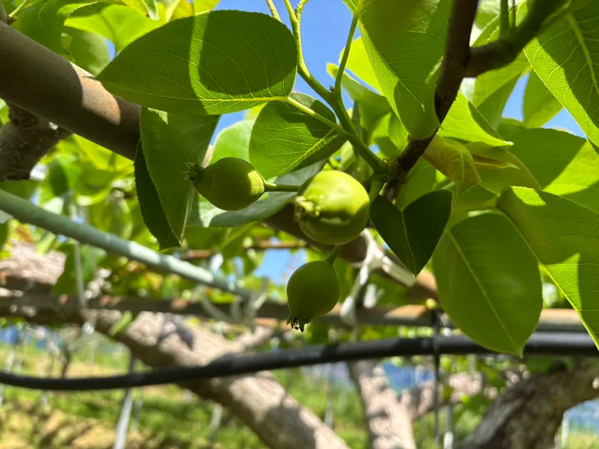 宇宙花粉で受粉された新高梨の幼果。現在も順調に育成中(2025年6月)