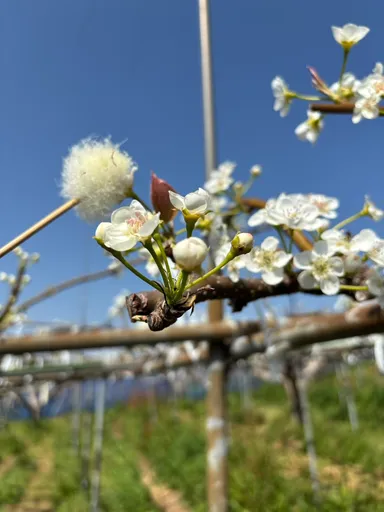 宇宙から戻ってきた花粉を用いた受粉の様子(2025年3月)
