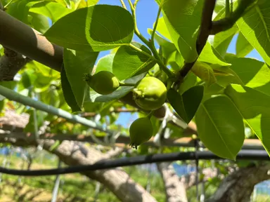 宇宙花粉で受粉された新高梨の幼果。現在も順調に育成中(2025年6月)